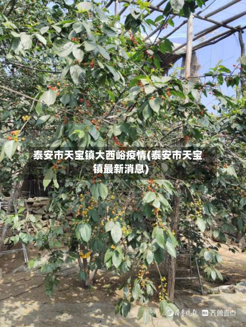 泰安市天宝镇大西峪疫情(泰安市天宝镇最新消息)-第2张图片